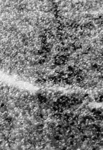 [kusovy-koberec-victoria-8002-0644-1.jpg]