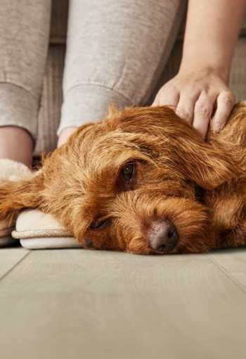 [flora-50-lvre-2554-_dog_naturals.jpg]