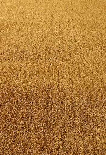 [labrador-71351-800-gold-3.jpg]