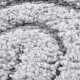 Kusový koberec Elle Decoration New York 106205 Light Grey